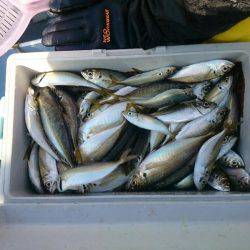 深川　吉野屋 釣果