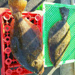 深川 吉野屋 釣果