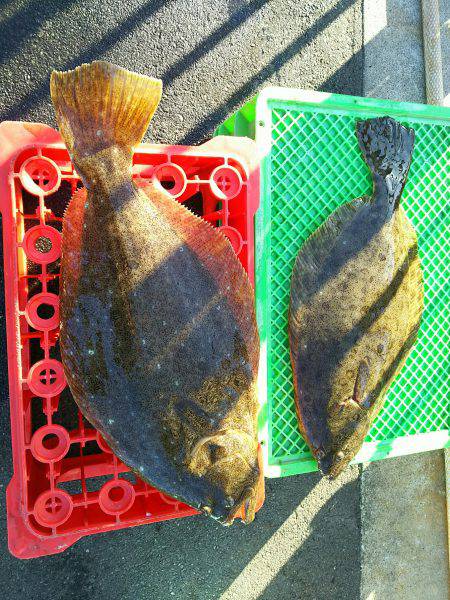 深川 吉野屋 釣果