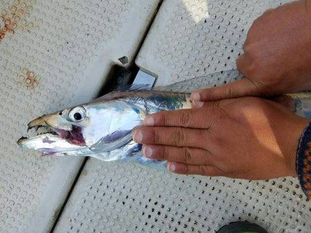 遊漁船 ニライカナイ 釣果