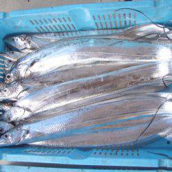 釣り船角田 釣果