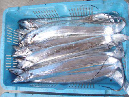 釣り船角田 釣果