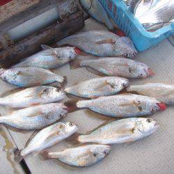 釣り船角田 釣果