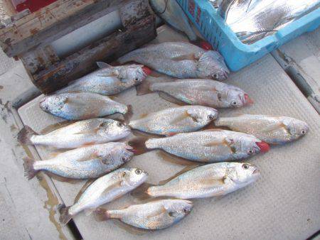 釣り船角田 釣果