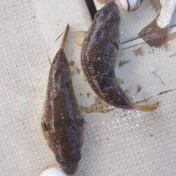 釣り船角田 釣果