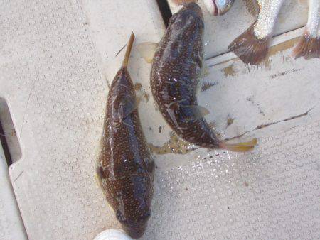 釣り船角田 釣果