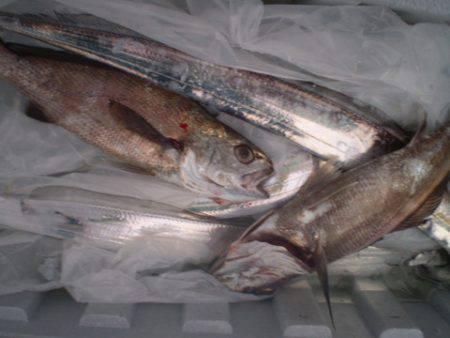 弘福丸 釣果