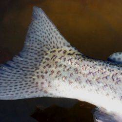 フィッシングレイクたかみや 釣果