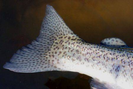 フィッシングレイクたかみや 釣果