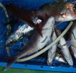 第二むつ漁丸 釣果