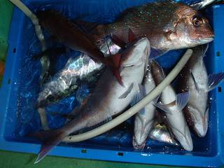 第二むつ漁丸 釣果