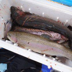 フィッシングレイクたかみや 釣果