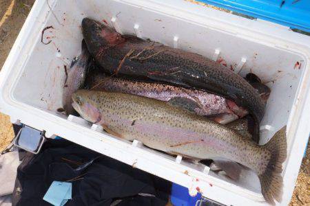 フィッシングレイクたかみや 釣果