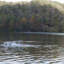 フィッシングレイクたかみや 釣果