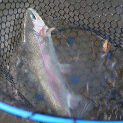 フィッシングレイクたかみや 釣果