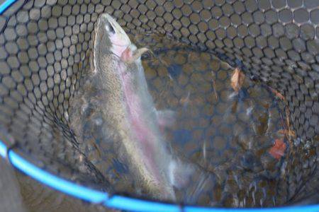 フィッシングレイクたかみや 釣果