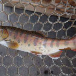 フィッシングレイクたかみや 釣果