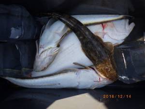 石川丸 釣果