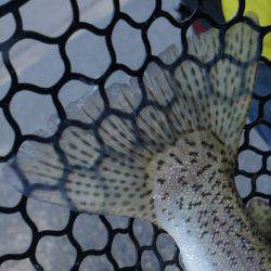 フィッシングレイクたかみや 釣果