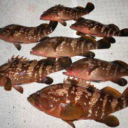 TOPGUN名古屋 釣果