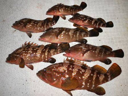 TOPGUN名古屋 釣果