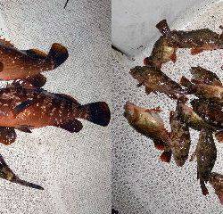 TOPGUN名古屋 釣果