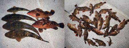 TOPGUN名古屋 釣果