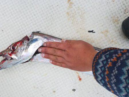 遊漁船　ニライカナイ 釣果