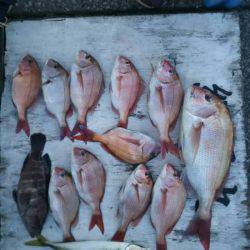 網屋丸 釣果
