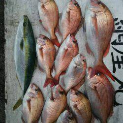 網屋丸 釣果