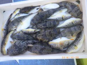 石川丸 釣果
