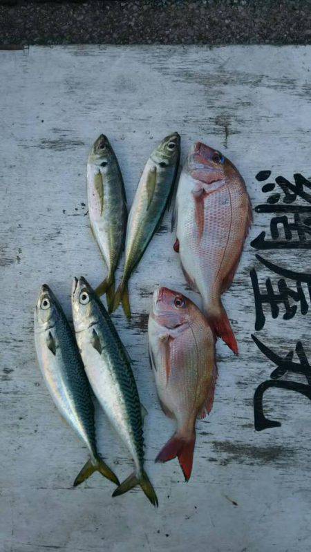 網屋丸 釣果