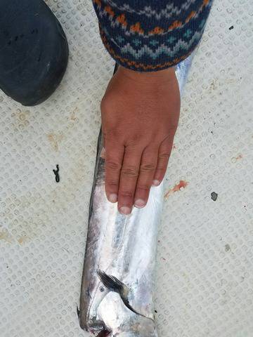 遊漁船　ニライカナイ 釣果