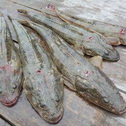 Magic(マジック) 釣果