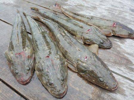 Magic(マジック) 釣果