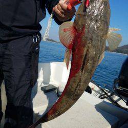 Magic(マジック) 釣果