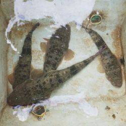 Magic(マジック) 釣果