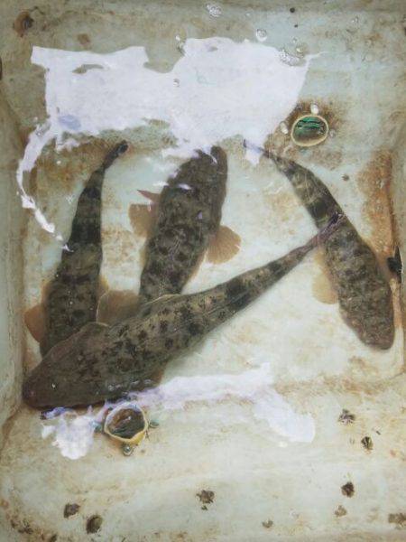 Magic(マジック) 釣果