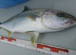 ディープ オーシャン 釣果