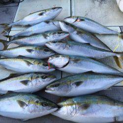 ミタチ丸 釣果