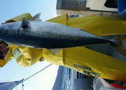 ディープ オーシャン 釣果