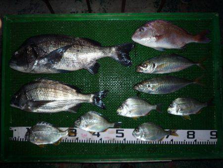 海山フィッシングセンター 釣果