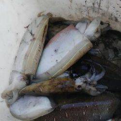 東京湾探釣隊ぼっち 釣果