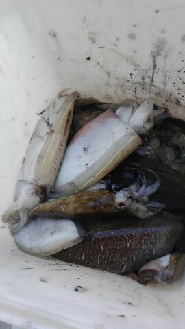 東京湾探釣隊ぼっち 釣果