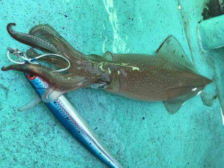 広進丸 釣果