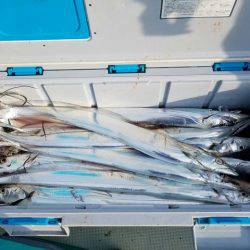 遊漁船　ニライカナイ 釣果