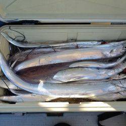 遊漁船 ニライカナイ 釣果