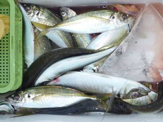 松福丸 釣果