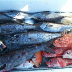 武勝丸(ぶしょうまる) 釣果