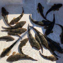 TOPGUN名古屋 釣果